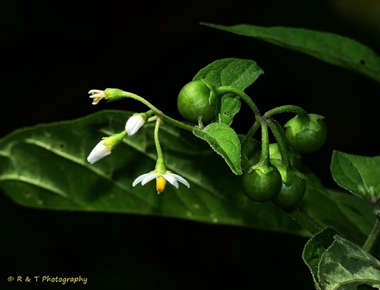 {Solanum ptychanthum}